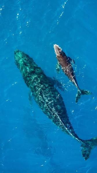 Balade en bateau à La Réunion depuis Le Port avec Observation des Baleines et Dauphins avec Le Dodo Palmé Réunion.