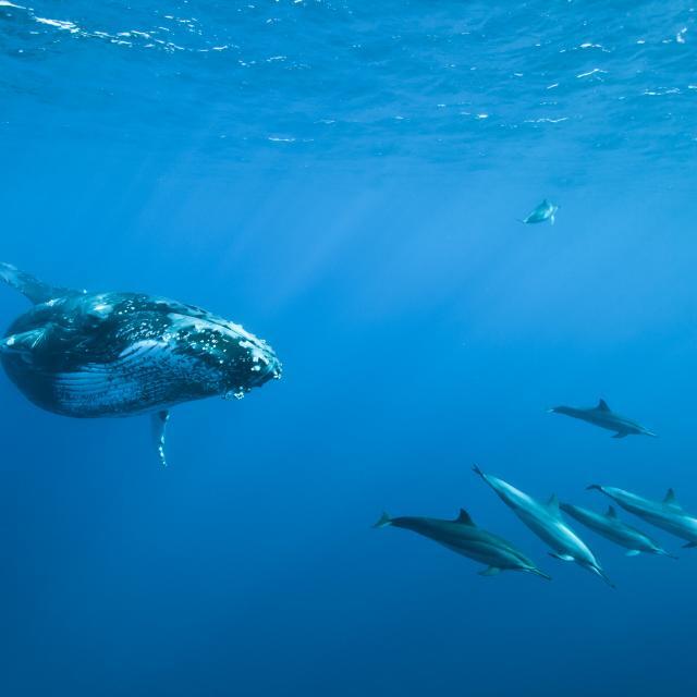 Boat Trip in La Réunion from Le Port with Whale Watching from Le Dodo Palmé Réunion.