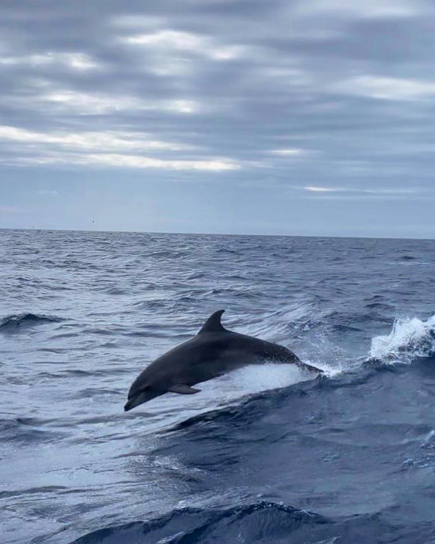 Balade en bateau dans le golfe du Lion avec Observation des dauphins & Guide nature avec Leucate Evasion Marine.