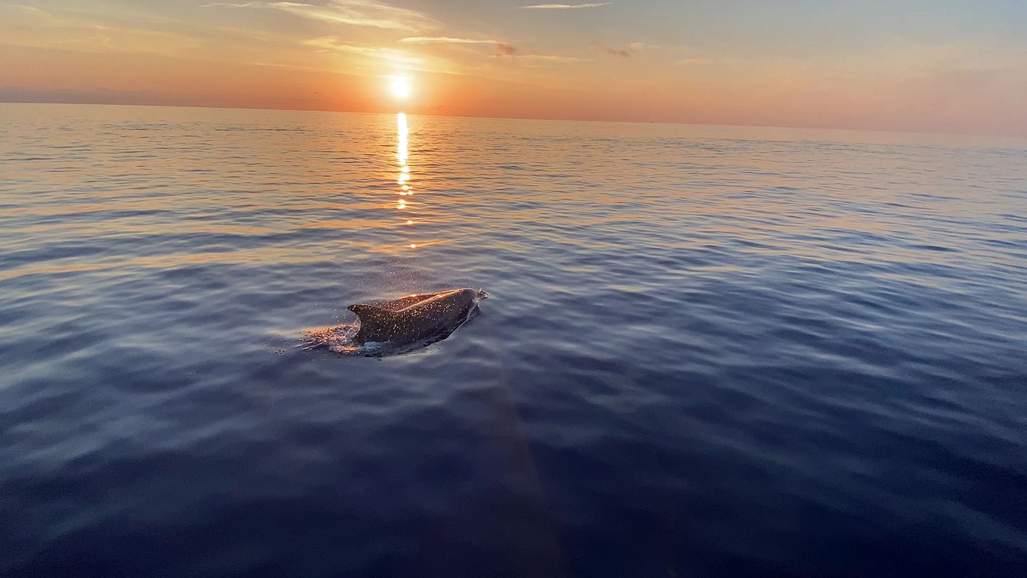 Sunrise RIB Boat Trip from Cala Ratjada with Dolphin Watching.