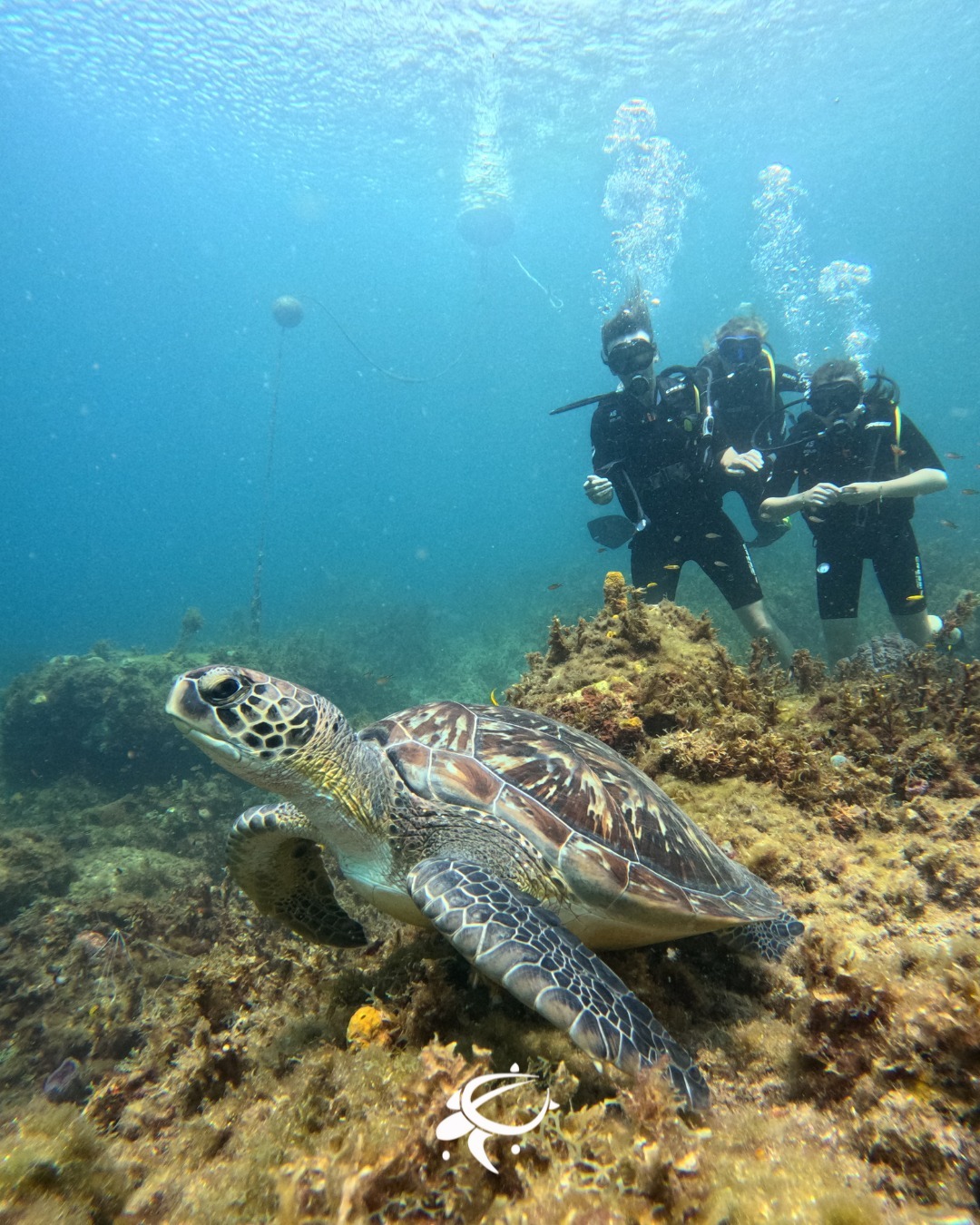 Guided & Unguided Dive in Les Anses-d'Arlet for Certified Divers from O fil de l'eau Martinique.