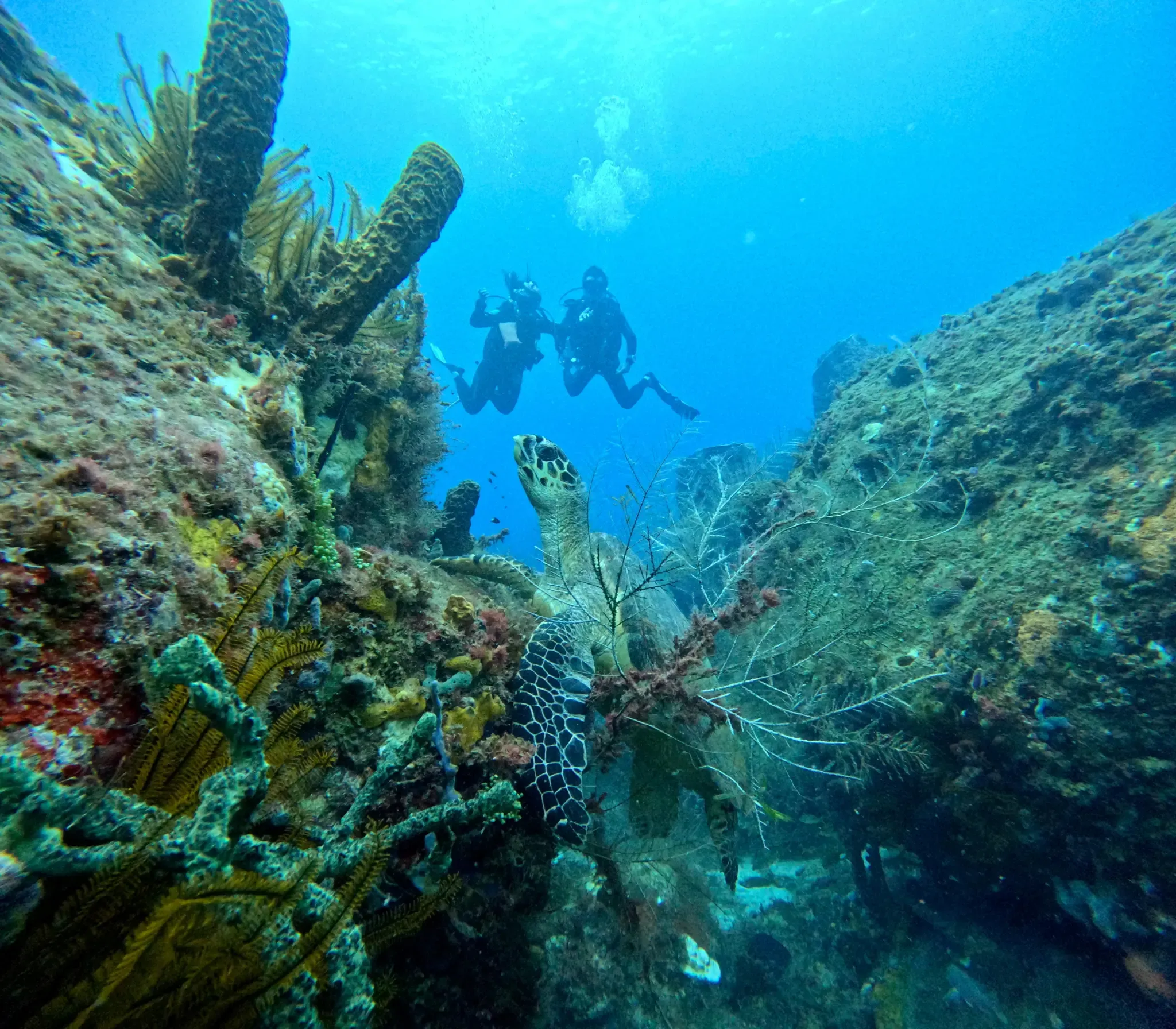 Guided & Unguided Dive in Les Anses-d'Arlet for Certified Divers.