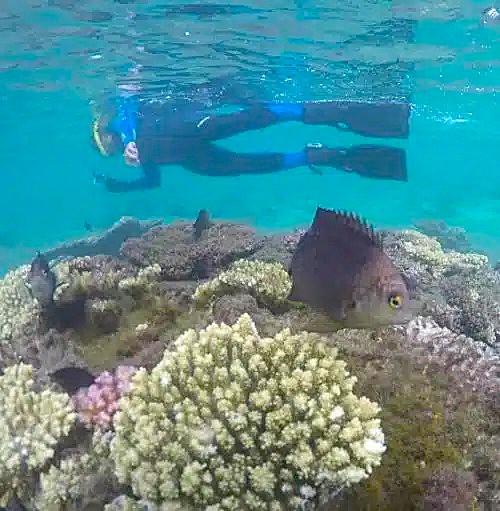 Snorkeling Trip in l'Etang Salé from Plongée Salée La Réunion.