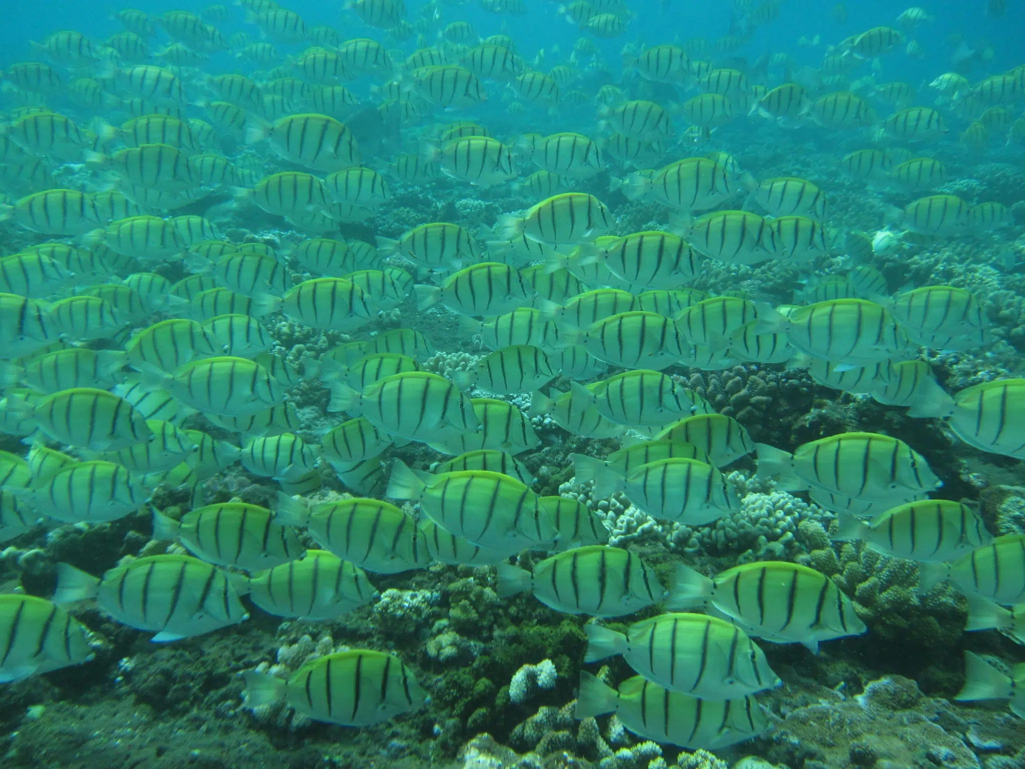 Snorkeling Trip in l'Etang Salé.