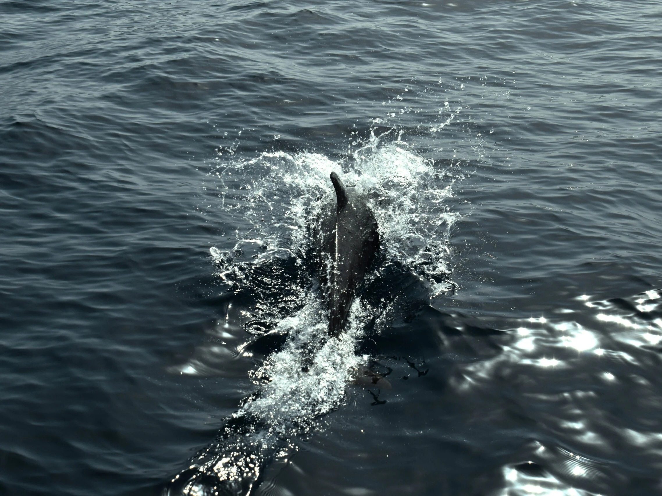 Bootstour mit Wal- und Delfinbeobachtung ab Puerto Calero mit Getränken & Snacks.