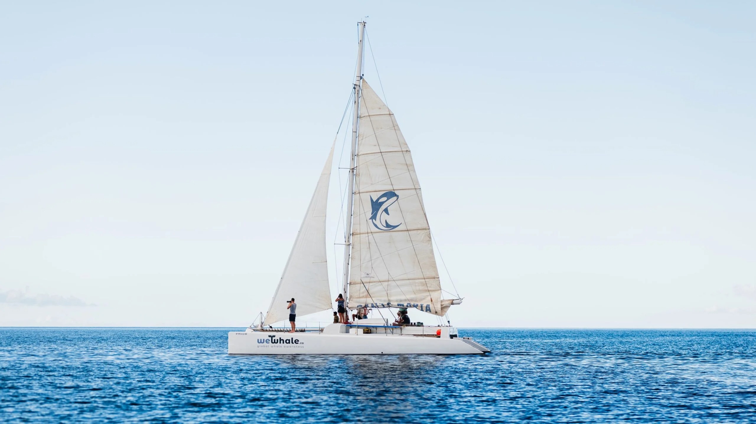 Private Sunset Whale & Dolphin Watching Boat Trip from Puerto Calero.