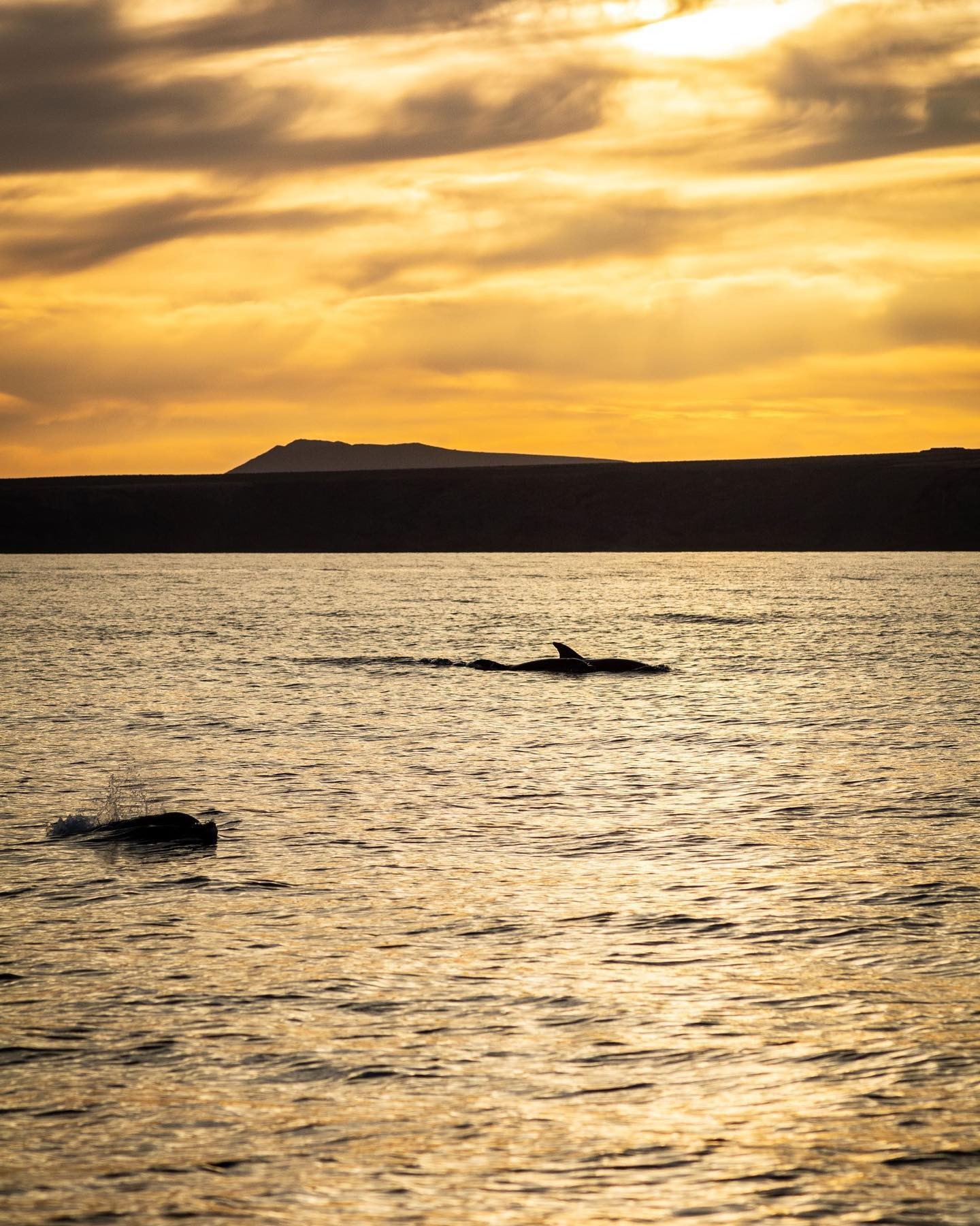 Bootstour bei Sonnenuntergang ab Gran Canaria mit Delfinbeobachtung, Getränken & Snacks.