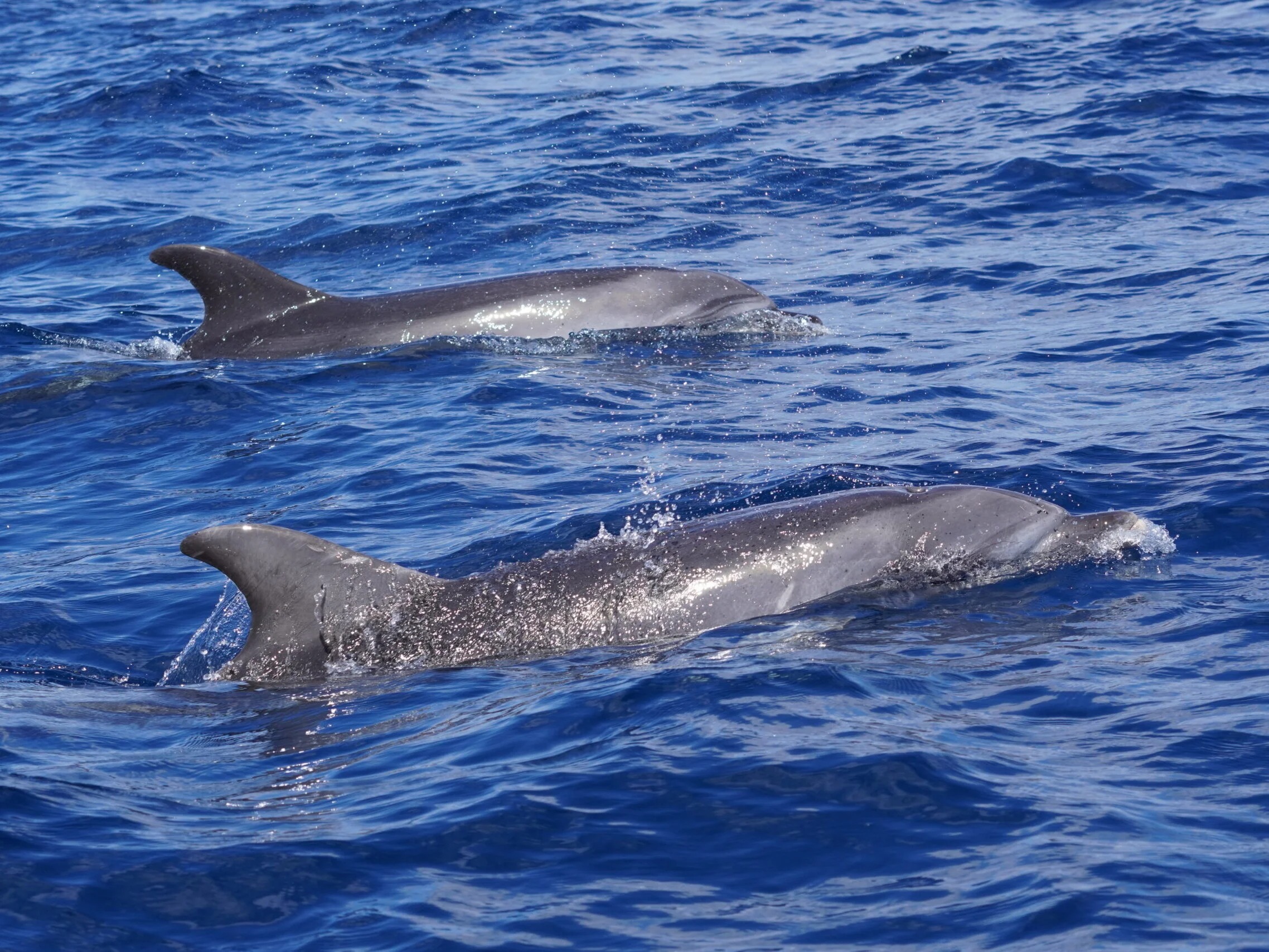 Bootstour bei Sonnenuntergang ab Gran Canaria mit Delfinbeobachtung, Getränken & Snacks.