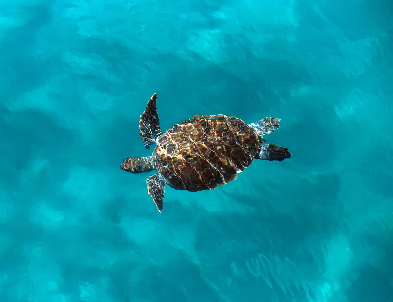 Halve dag privé boottocht naar het eiland Marathonisi en Mizithres met schildpadden spotten.