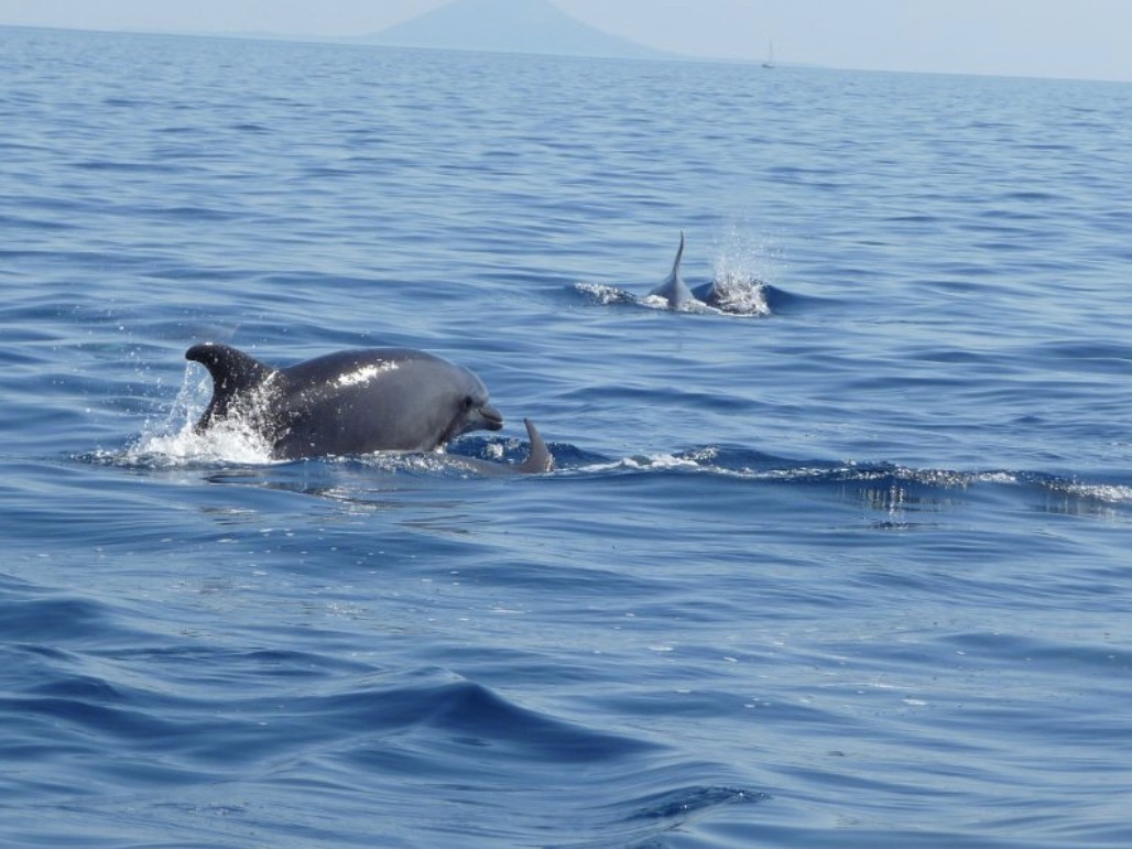 Balade en bateau au coucher de soleil à Cres avec Observation dauphins avec VIP Travel Agency Cres.