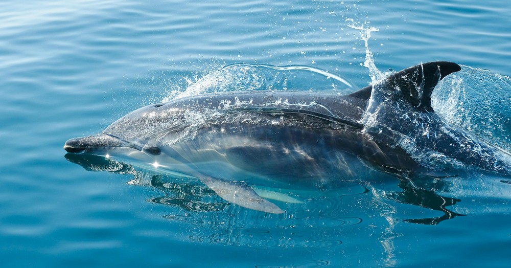 Balade en bateau à la grotte de Benagil & Marinha avec Observation des dauphins.