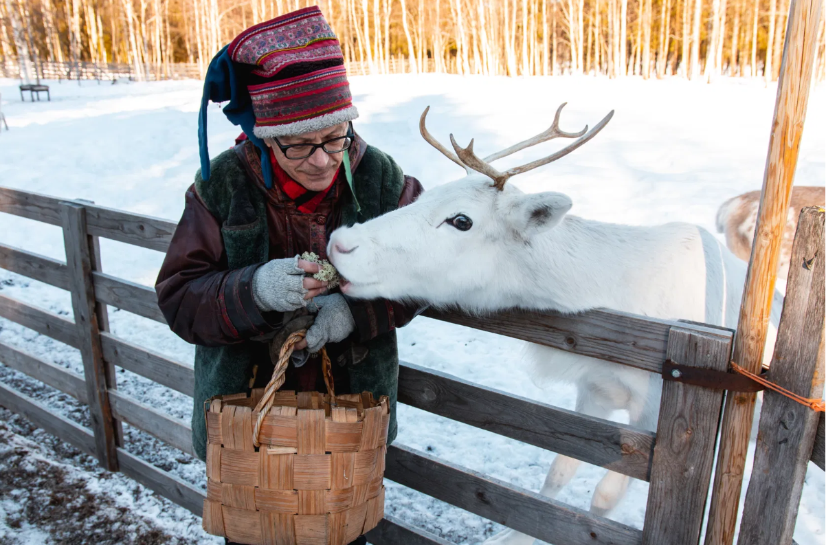 Tour en moto de nieve en Rovaniemi con experiencia de renos y bebidas con Safartica Rovaniemi.