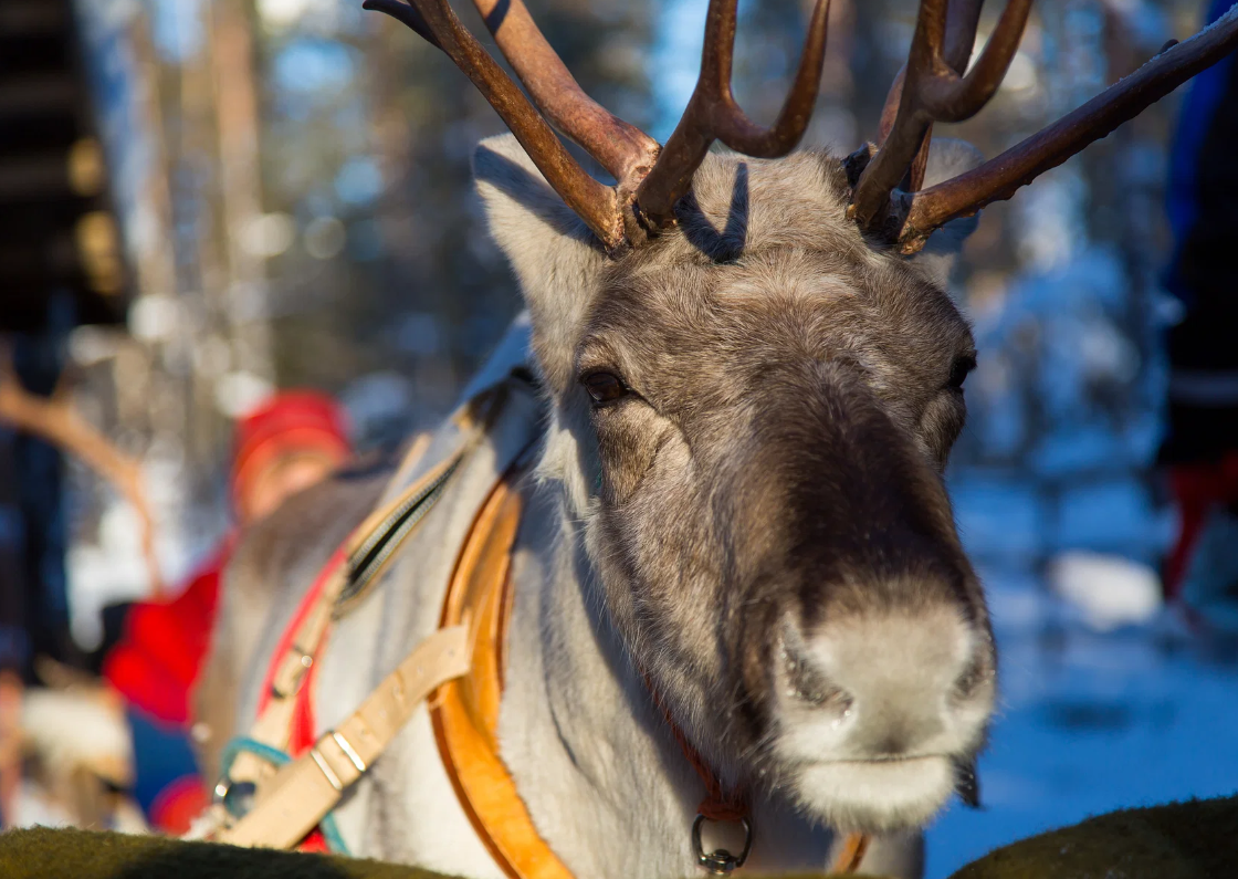 Balade en traîneau à Rennes à Rovaniemi avec Boissons & Collation.