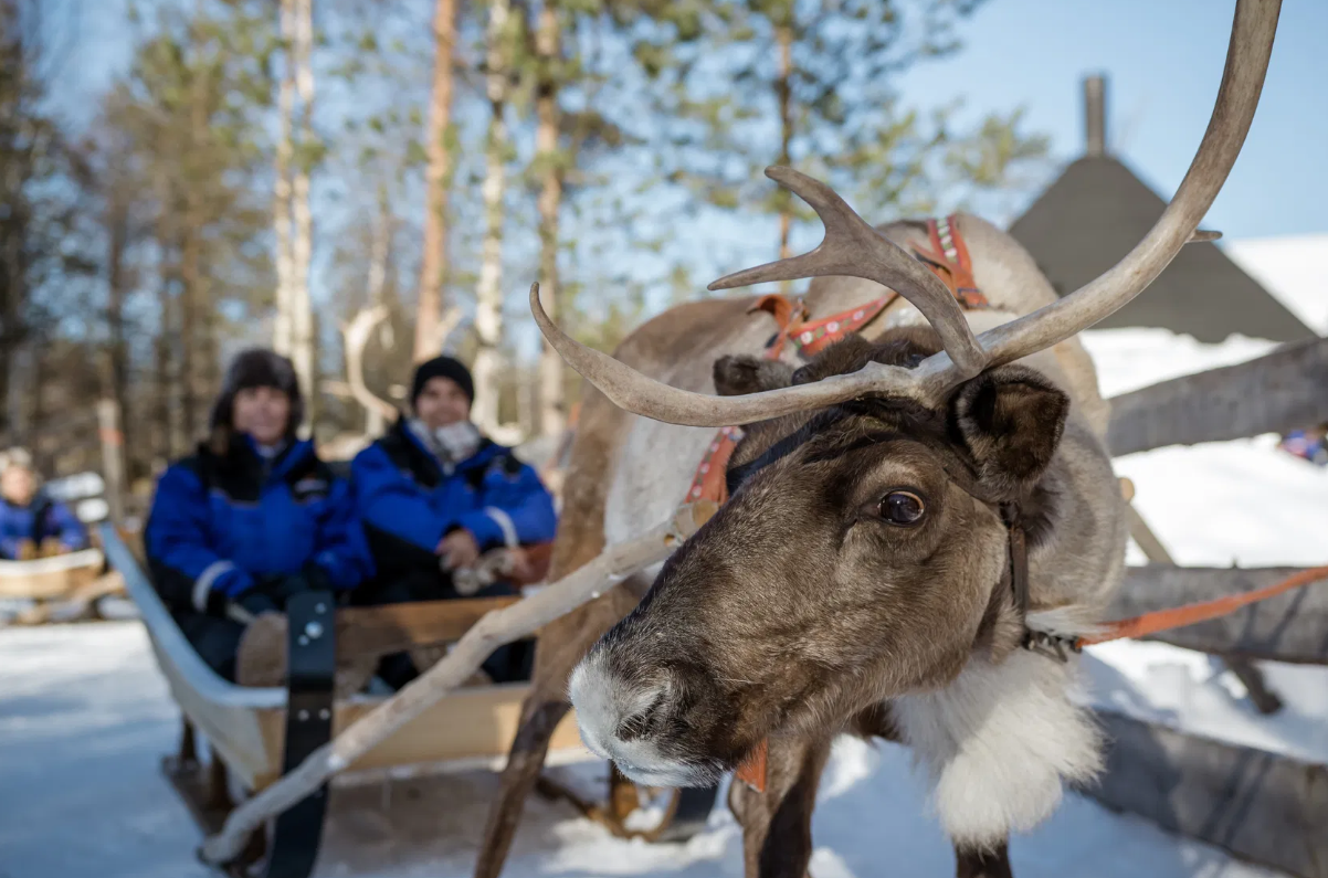 Evening Reindeer Sledding Tour in Rovaniemi with Drinks & Snacks.