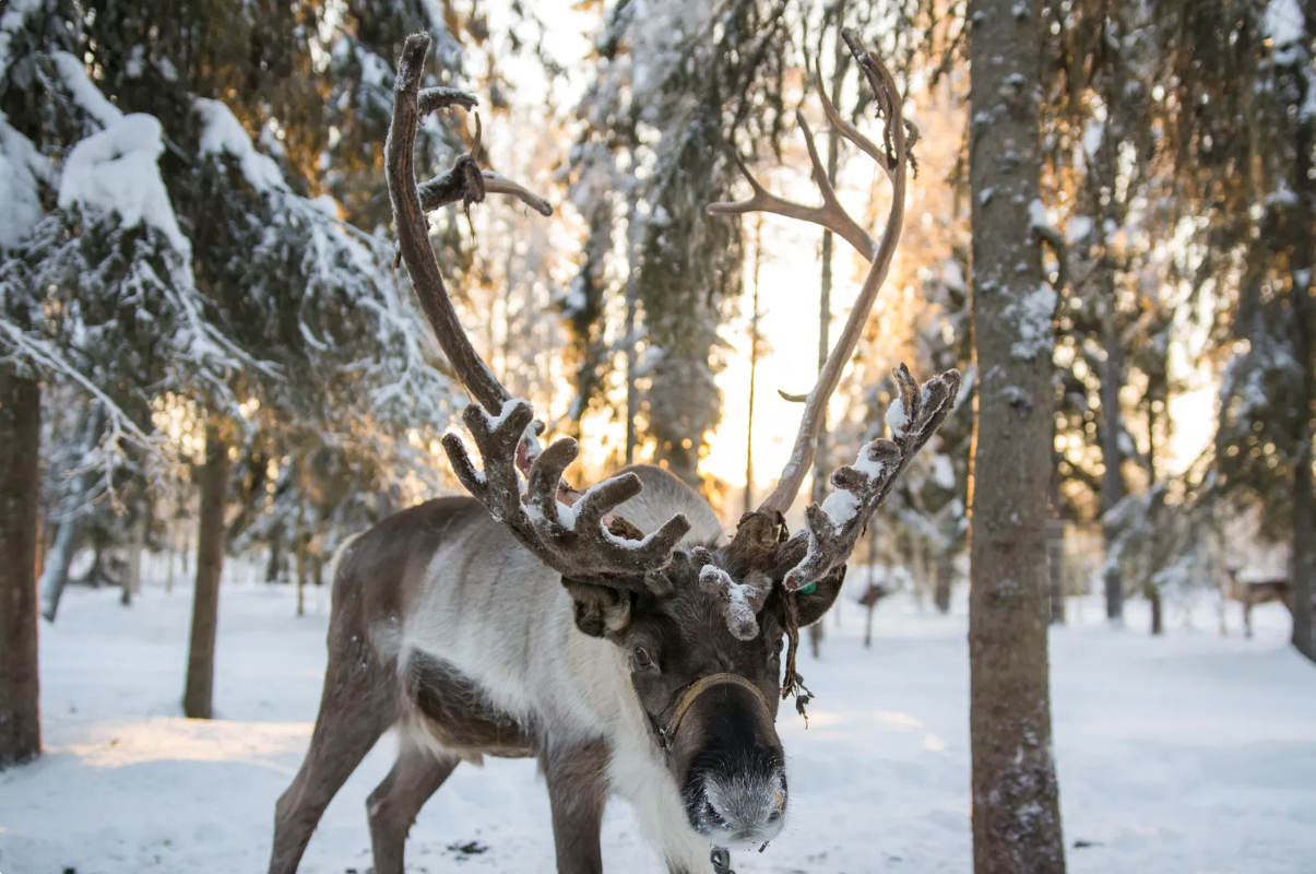 Balade en traîneau à Rennes en soirée à Rovaniemi avec Boissons & Collation avec Safartica Rovaniemi.