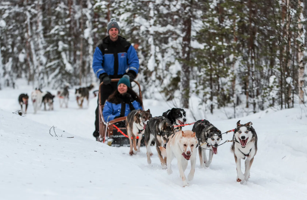 Tour in slitta con husky a Rovaniemi con bevande – 12–17 km.