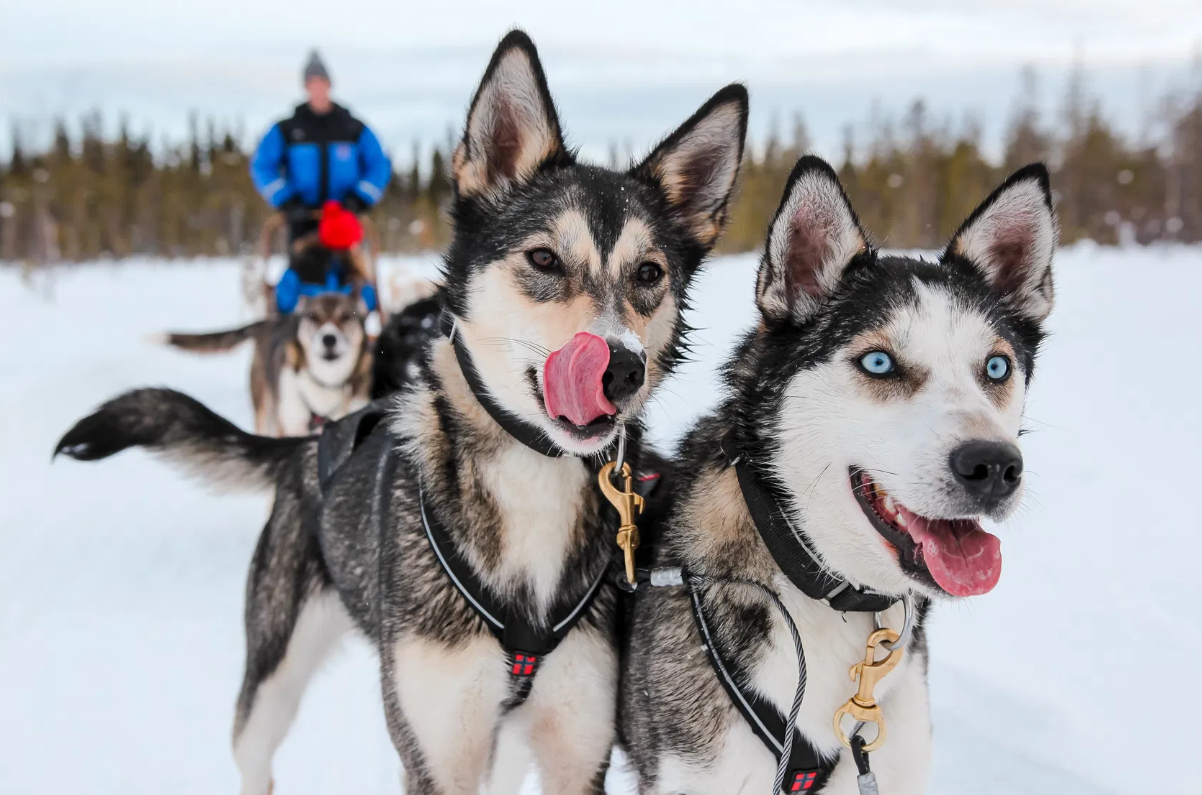 Tour in slitta con husky a Rovaniemi con bevande – 12–17 km con Safartica Rovaniemi.