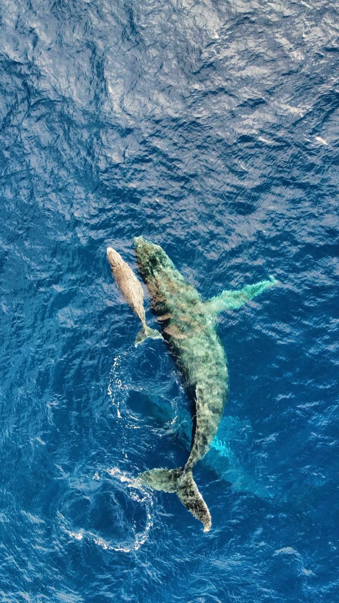 Balade en bateau de Saint-Gilles avec Observation des dauphins et Snorkeling.