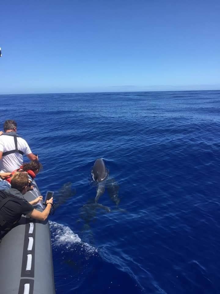 Bootstour ab Saint-Gilles mit Wal- & Delfinbeobachtung & Getränken mit CetaSea Reunion.