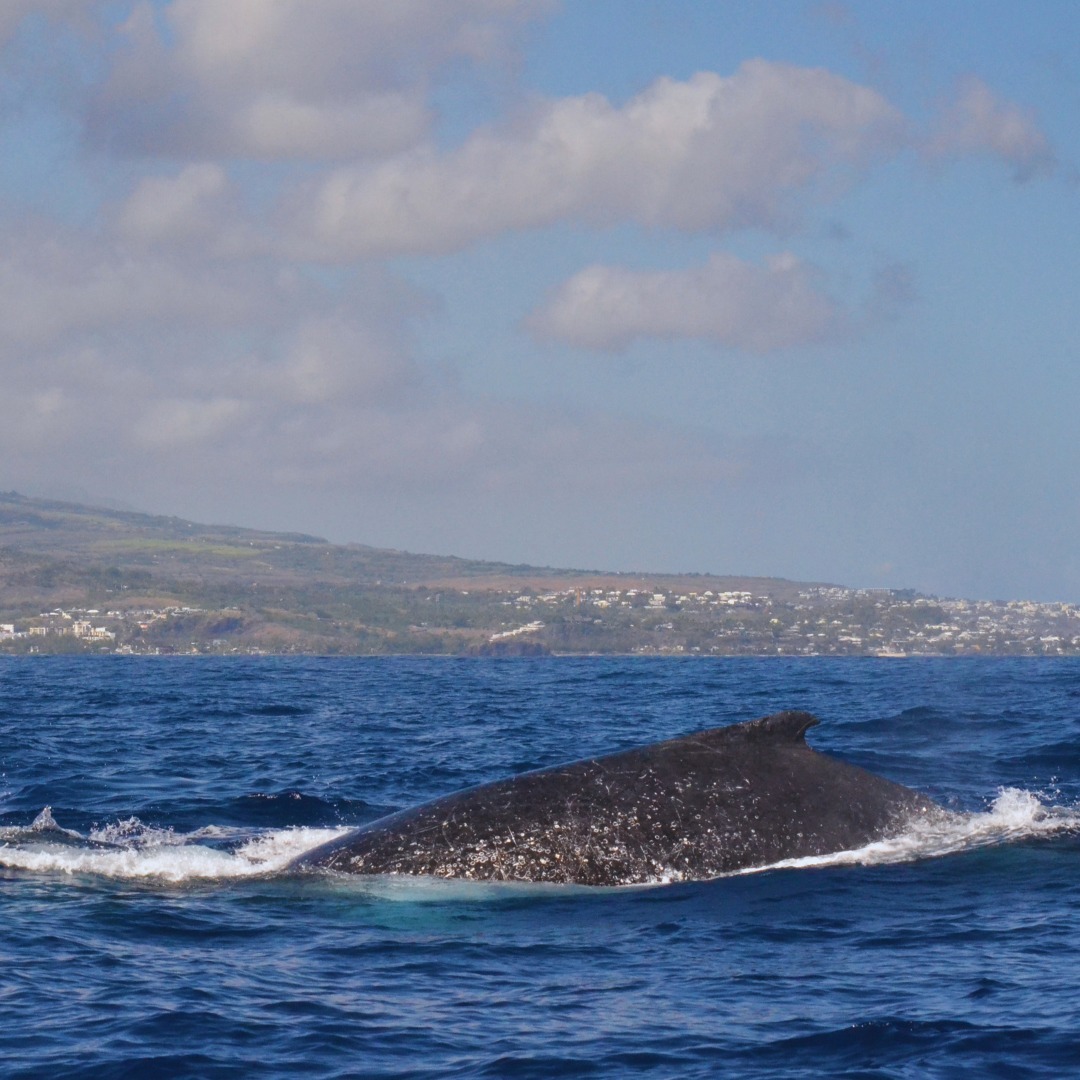 Bootstour ab Saint-Gilles mit Wal- & Delfinbeobachtung & Getränken.