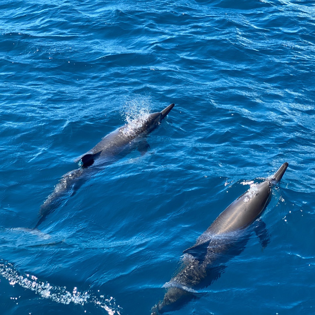 Bootstour ab Saint-Gilles mit Wal- & Delfinbeobachtung & Getränken.