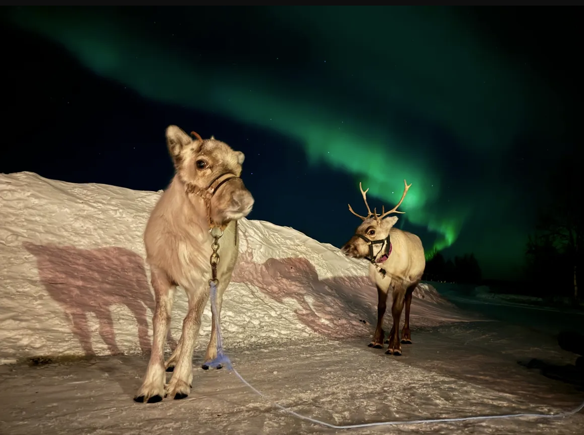 Tour en autobús con alimentación de renos y auroras boreales en Kiruna con recogida con Northpow Kiruna.