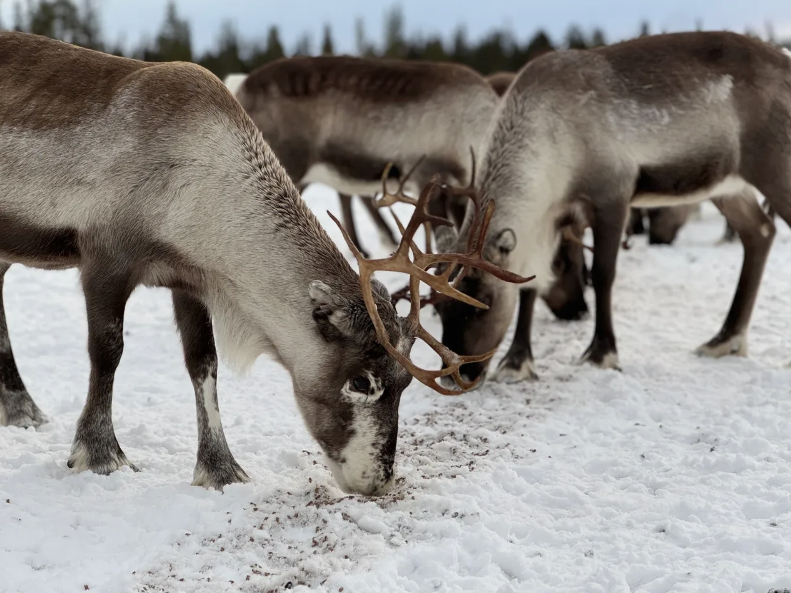 Tour en autobús con alimentación de renos y aldea sami en Kiruna con recogida.