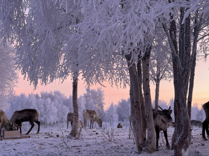 Tour en autobús con alimentación de renos y motonieve en Kiruna con recogida con Northpow Kiruna.