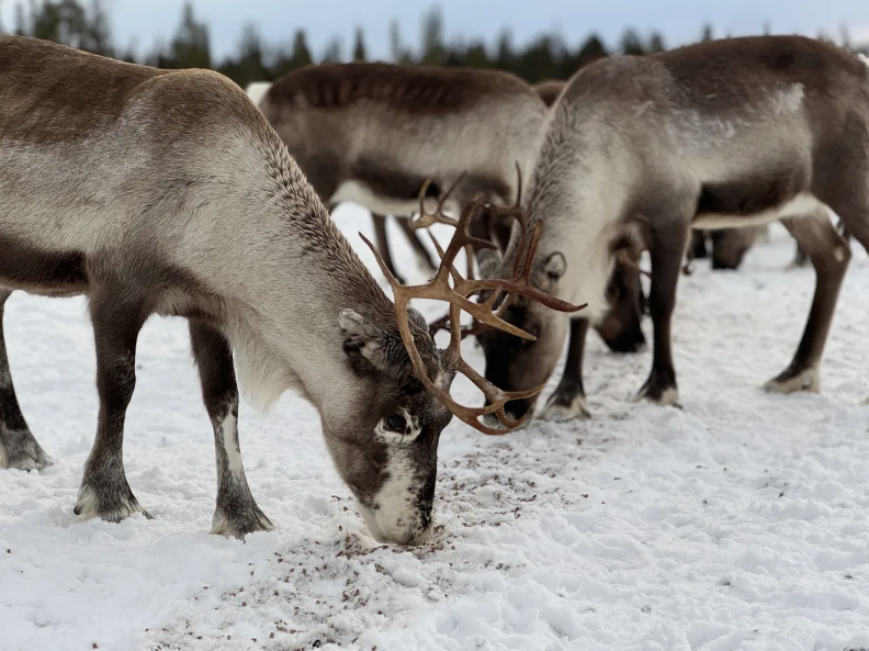 Tour en autobús con alimentación de renos y motonieve en Kiruna con recogida.