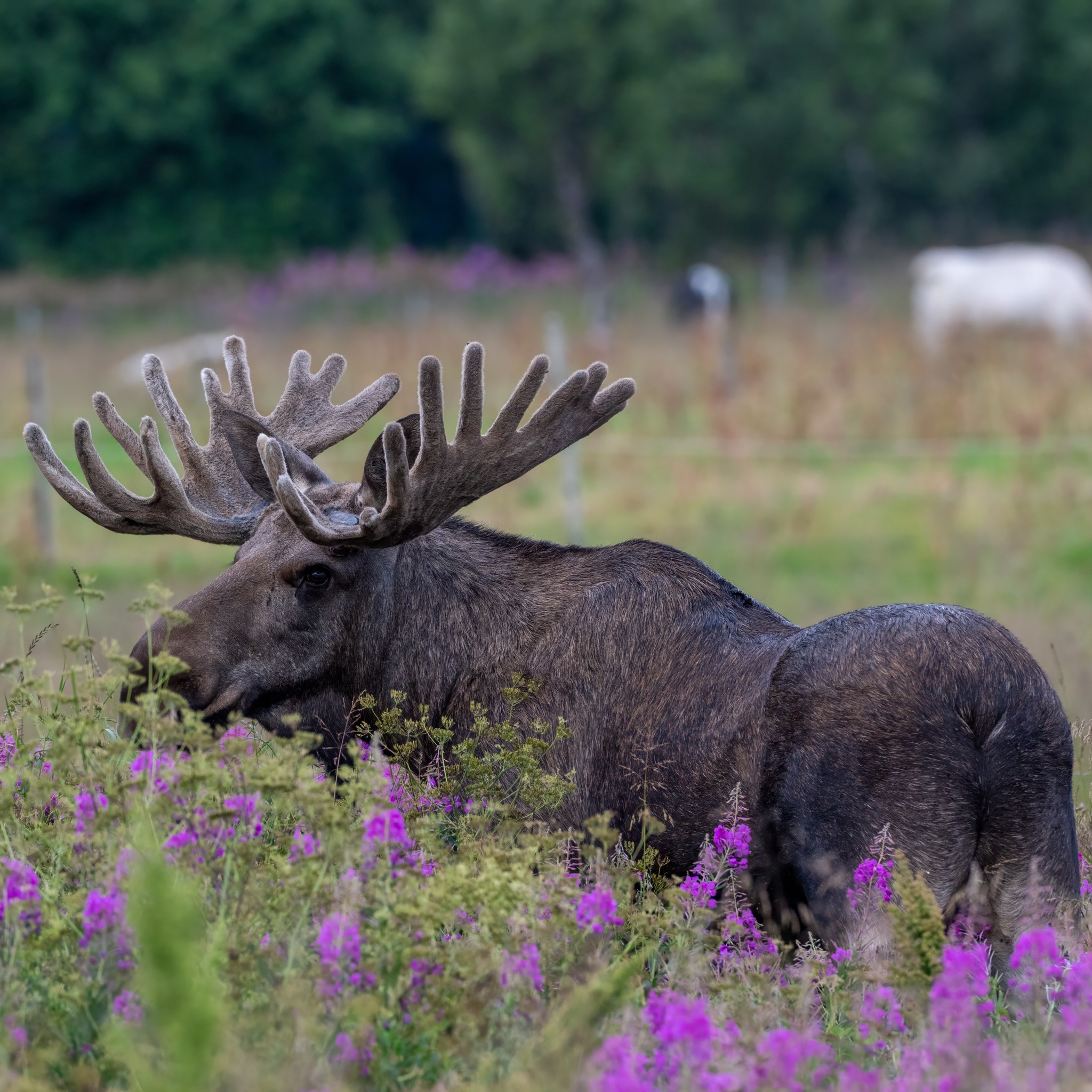 Elchsafari im Minivan in Vesterålen mit lokalem Guide mit Vesterålen Tours Sortland.