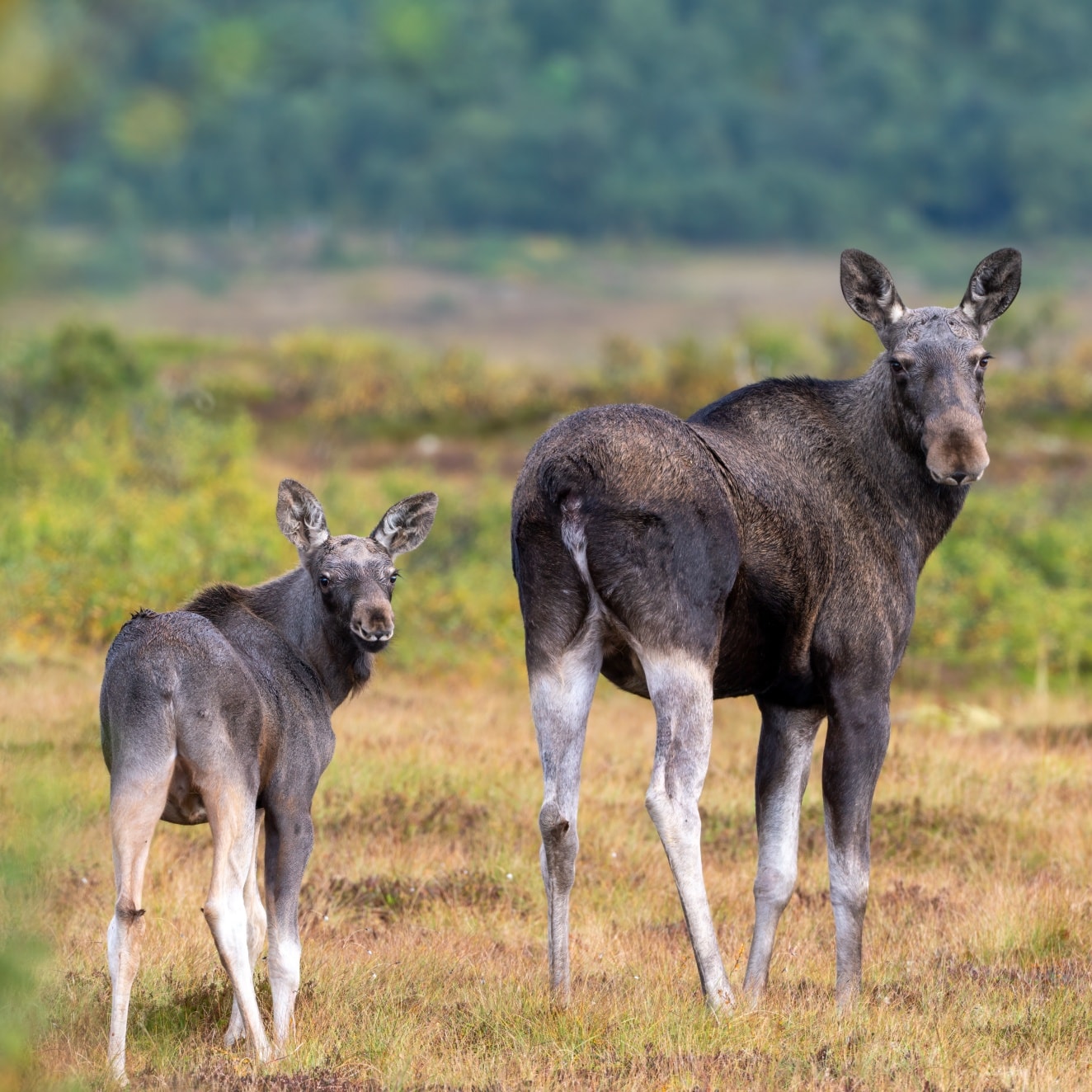 Elchsafari im Minivan in Vesterålen mit lokalem Guide.