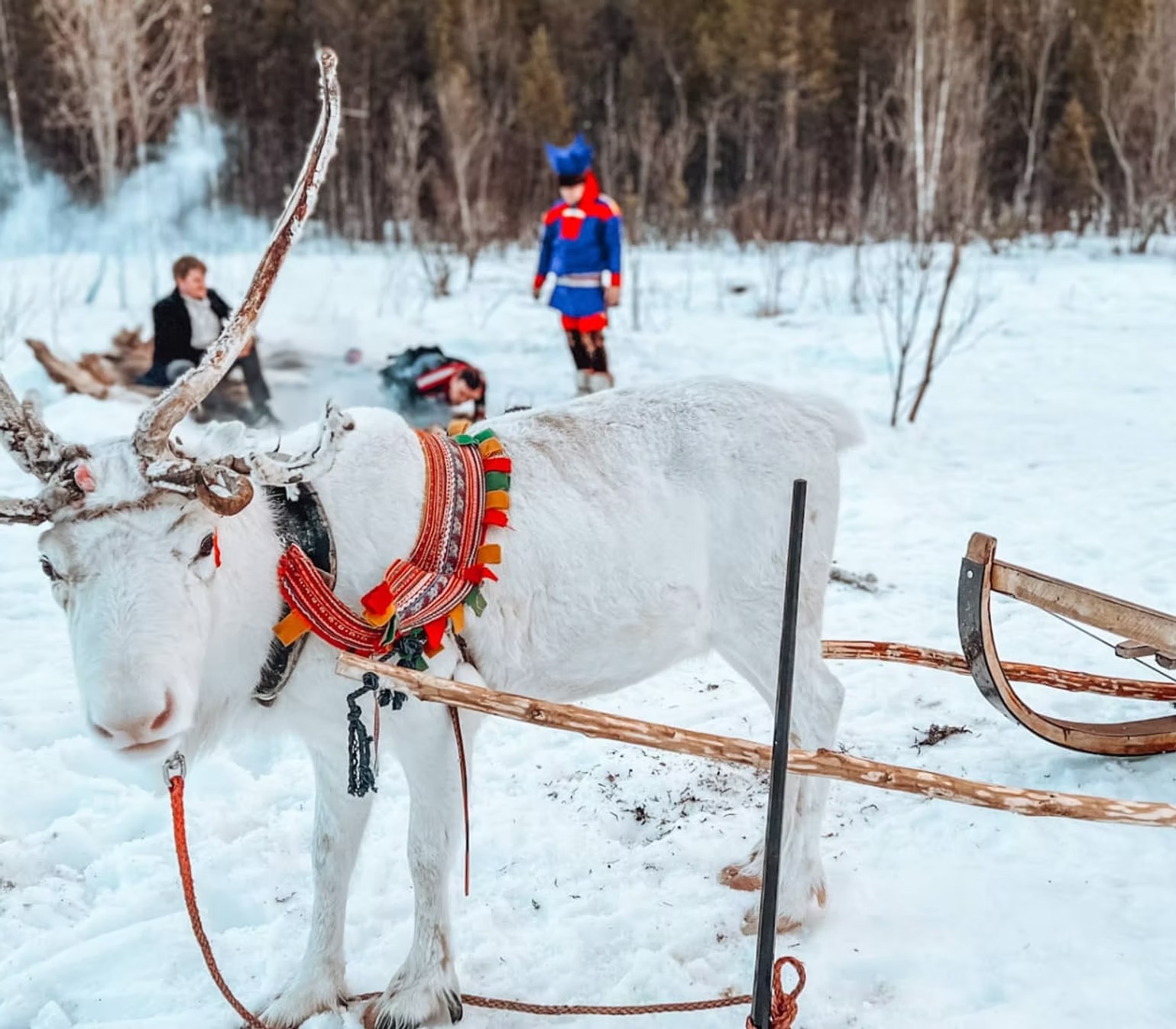Paseo en trineo de renos por la mañana y cultura sami en Alta con bebidas y aperitivos con Sámi Siida Alta.