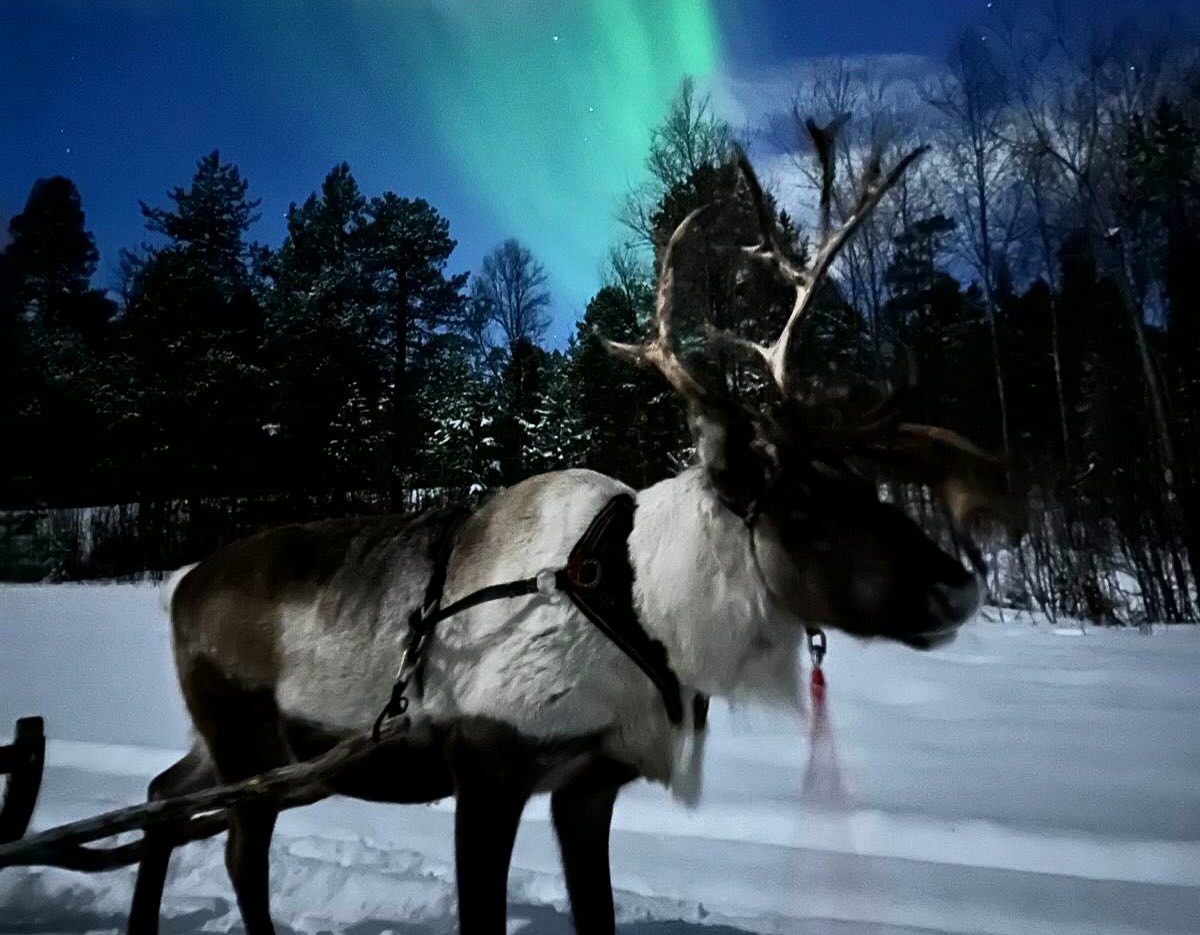 Trineo de renos sami bajo las auroras boreales con bebidas y aperitivos con Sámi Siida Alta.