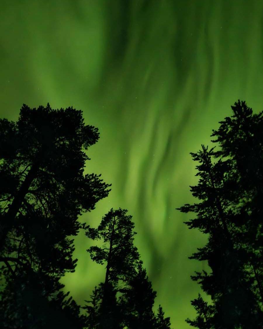 Trineo de renos sami bajo las auroras boreales con bebidas y aperitivos.