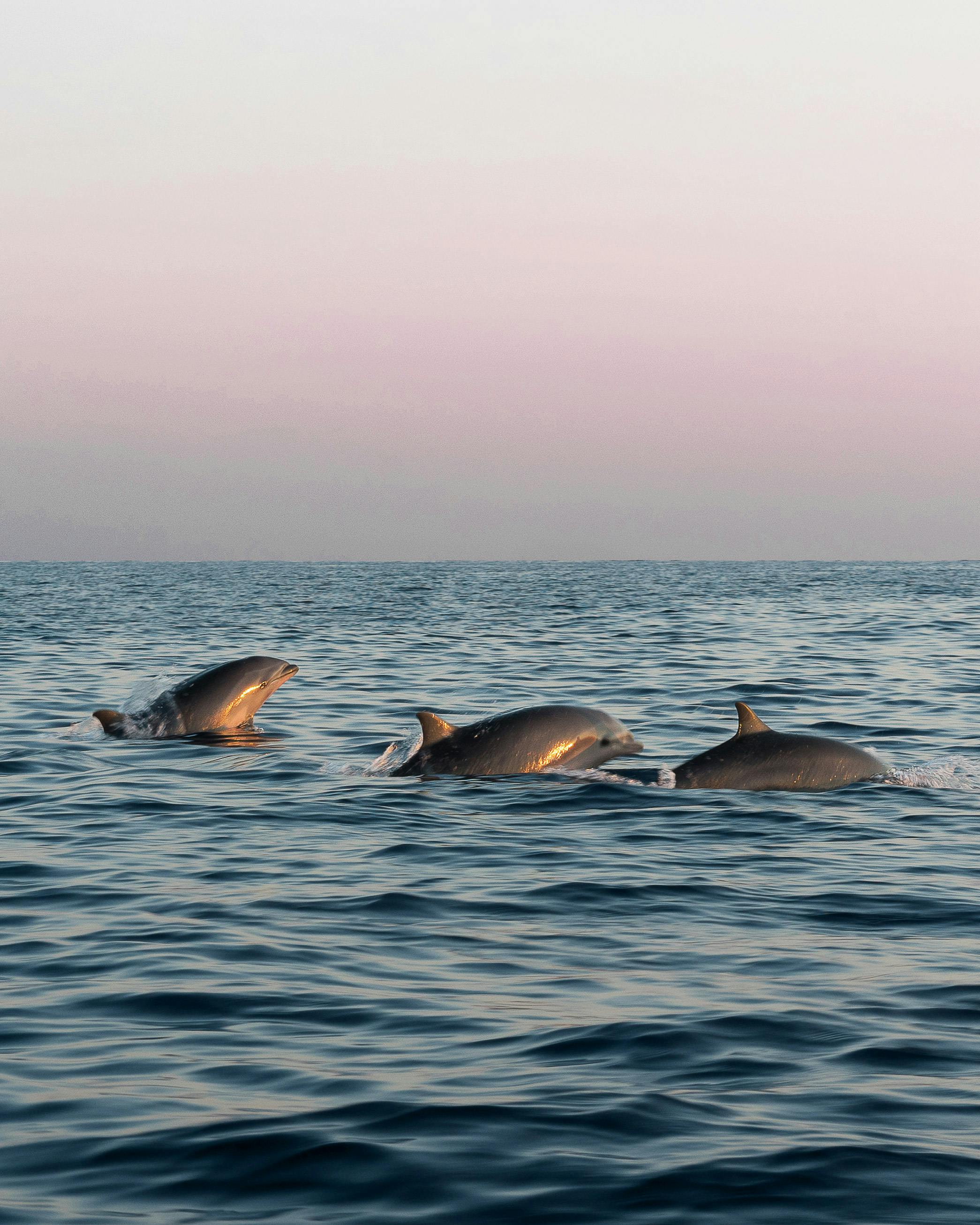 Sonnenaufgangs-Bootstour von El Arenal & Can Pastilla mit Delfinbeobachtung mit Life & Sea Mallorca.