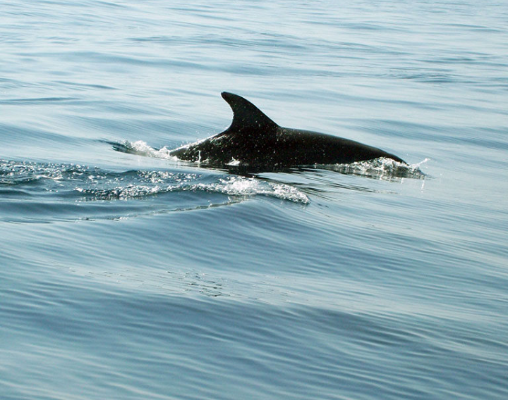 Balade en bateau au coucher du soleil de Pula au parc national de Brijuni avec observation des dauphins.