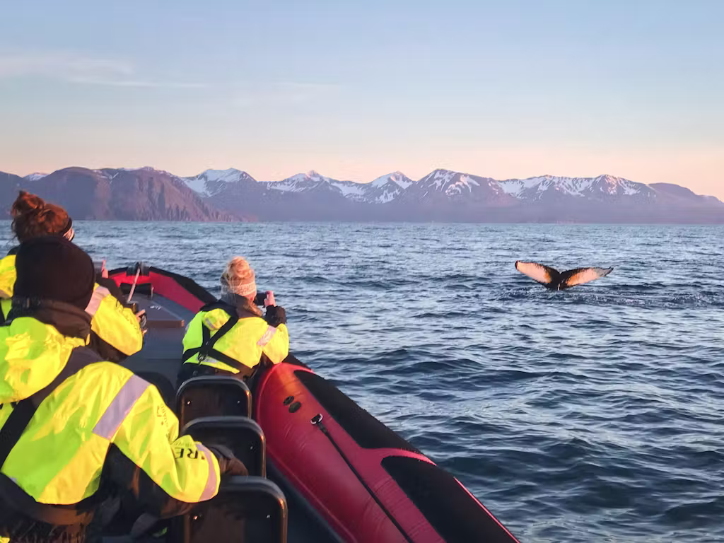 RIB-Bootstour am Nachmittag in der Skjálfandi-Bucht mit Wal- und Papageientaucher-Beobachtung.