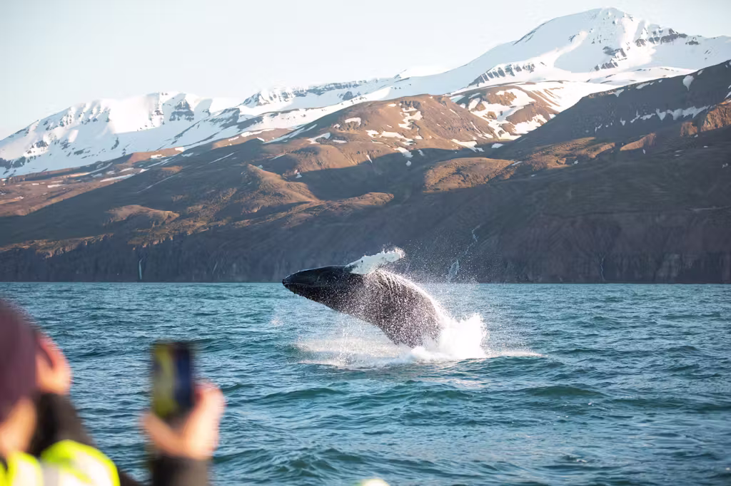 Paseo en barco semirrígido vespertino por la bahía de Skjálfandi con avistamiento de ballenas con Husavik Adventures.