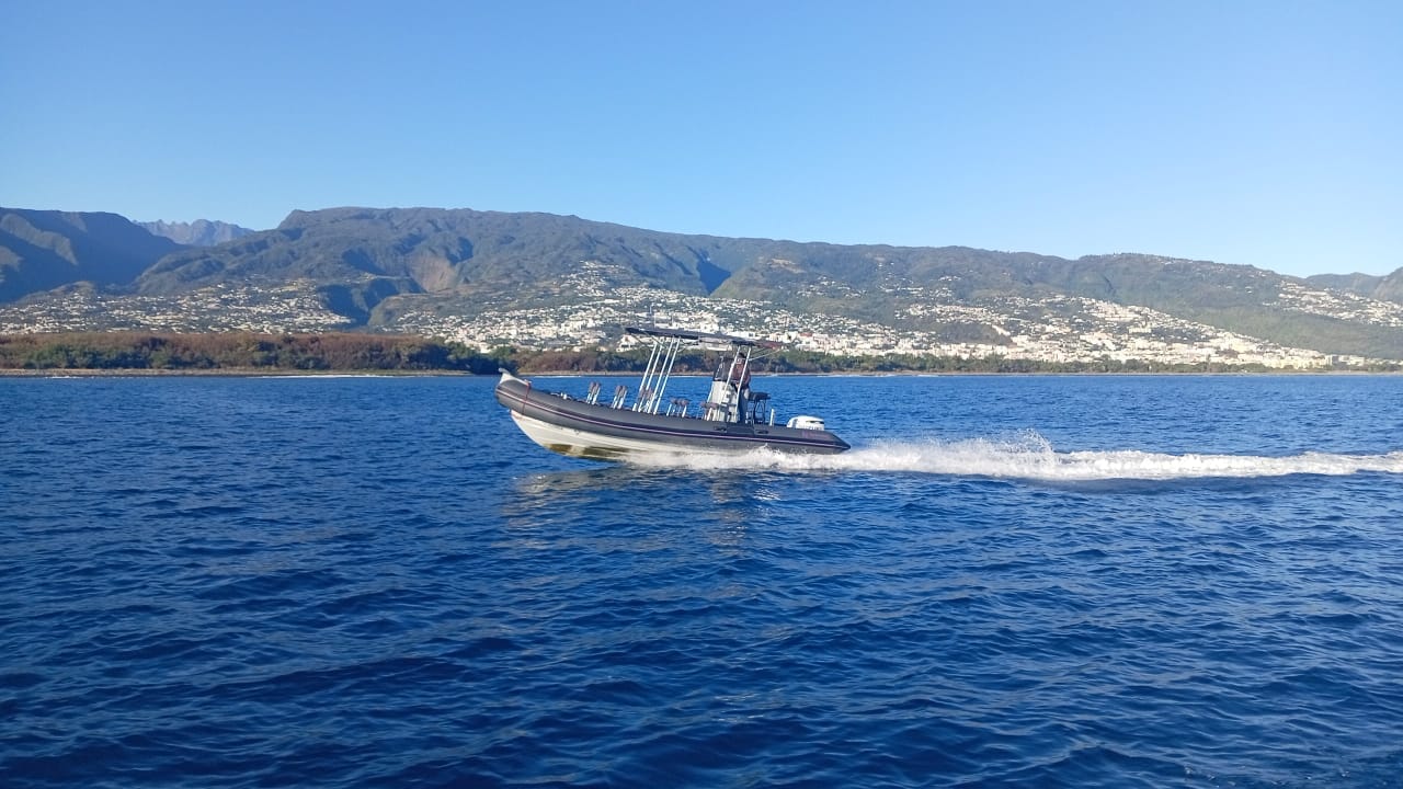 Tour in gommone da Saint-Gilles con soste per nuotare insieme a balene e delfini - Scoperta.